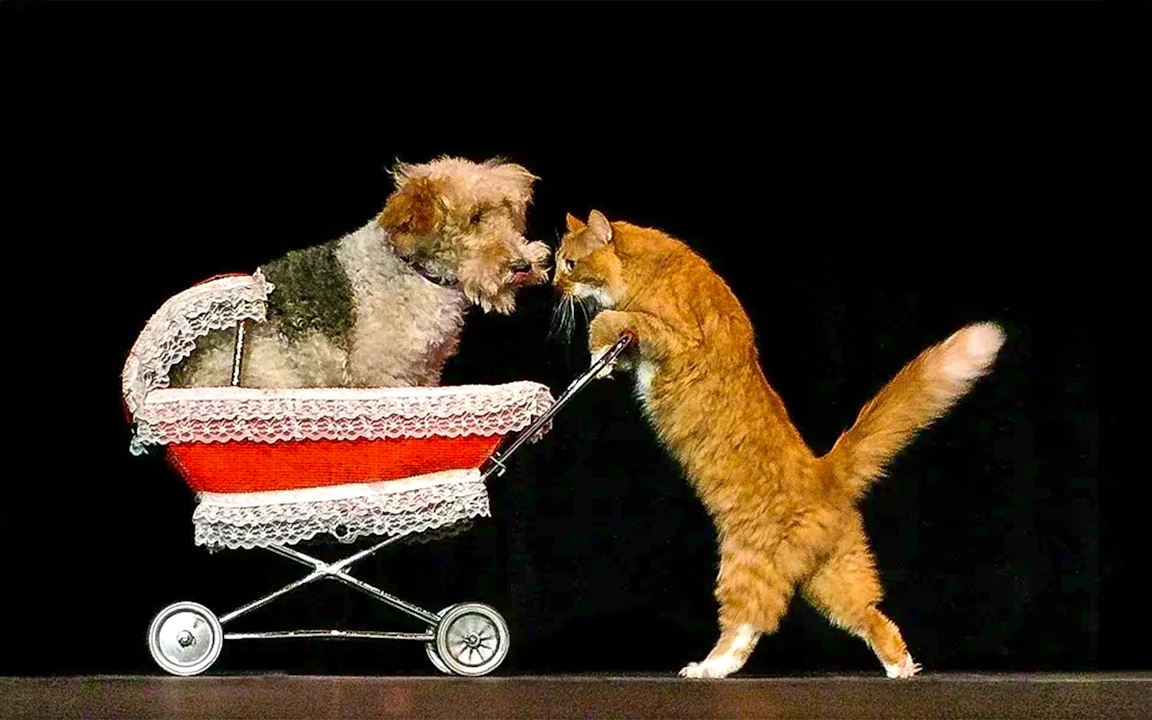 V Theatre Las Vegas – Popovich Comedy Pet Theatre Ticket Location